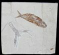 Cretaceous Lobster (Pseudostacus) & Fish - Lebanon #39206-1